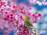 仰望天空的繡眼鳥